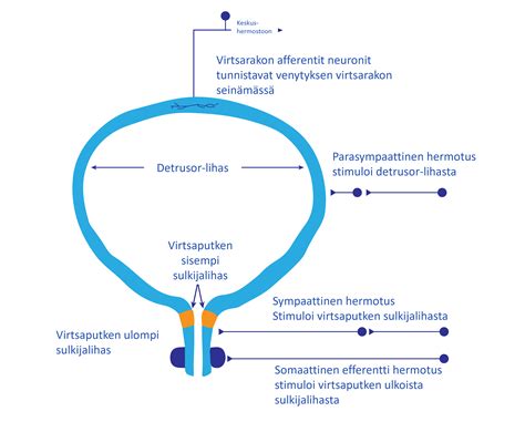 ekstrofia|Virtsaaminen – Wikipedia